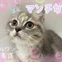 【 マンチカン 】猫界のアイドル!真ん丸フェイスの女の子が登場!