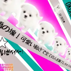 【 MIX 】愛嬌の塊！可愛い動きで全ての人を魅了しちゃうマルチワちゃん！