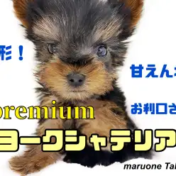 【 ヨークシャーテリア 】生後60日で455g！小さめサイズの女の子！