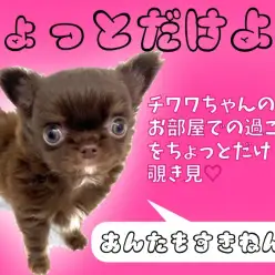 【 4/18大倉山店の日常 】チワワちゃんのお部屋で過ごし方をちょっと覗き見！