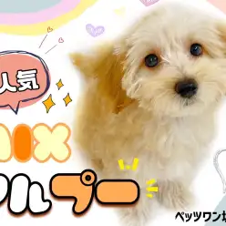 【 MIX 】ミックス犬の中で1、2を争う人気者マルプーちゃん