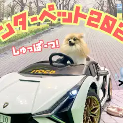 【 インターペット 】見所満載！インターペット2022へ参加してきました！