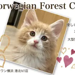 【 ノルウェージャンフォレストキャット 】優しいカラーの大型猫種の女の子！