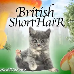 【 ブリティッシュショートヘア 】不思議の国からチェシャ猫がやってきた!?主役はいただきニャ!