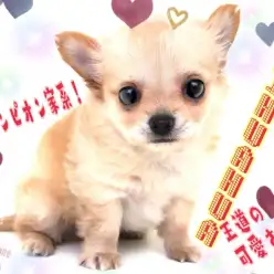 【 チワワ 】パパは3か国でチャンピオン獲得!将来有望!クリームチワワ!