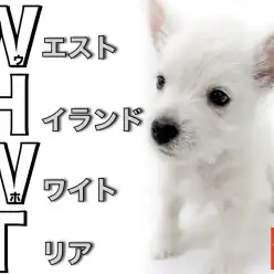 【 ウェストハイランドホワイトテリア 】純白美少女ウェスティー電撃入店！