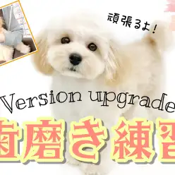 【 歯磨き 】続編 子犬・子猫から始めるデンタルケア!歯磨きトレーニング