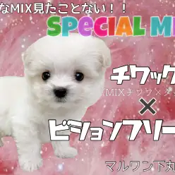 【 MIX 】こんなMIX見たことない！スペシャルMIXのその名は…？！