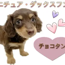 【 ミニチュアダックスフント 】チョコタンの甘〜いフェイスの女の子が仲間入り！