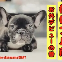 【 4/29お外デビュー 】僕はブル蔵！トレーニング始めたゾウ！