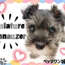 【 ミニチュアシュナウザー 】おっとりとした性格&ムチッとした体の癒し系