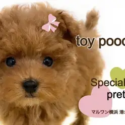 【 トイ・プードル 】ミニマムサイズのミラクルキュートなトイプーちゃん