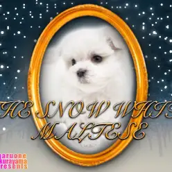 【 マルチーズ 】ドワーフ体型の滑らかシルキーコート！穏やかなマルチーズちゃん！