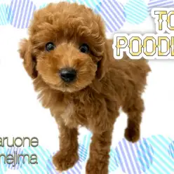 【 トイプードル 】ワンちゃん初心者におすすめ！爆毛×ディープな毛色のプードル！