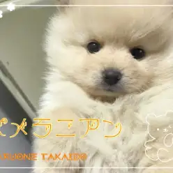 【 ポメラニアン 】ず~っと撫でていたい豊富な毛量!たぬき顔の可愛い男の子!!