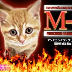 【 マンチカン 】超ド級の短足のレッドタビー！M-1グランプリ優勝は君だ！
