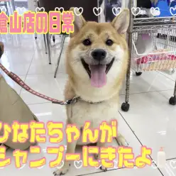 【 4/21シャンプーに来た卒業生 】ひなたちゃんがシャンプーしに来たの巻！