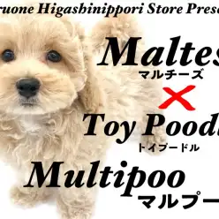 【 MIX 】安心感抜群！鮮やかグラデがたまらないドワーフマルプー！