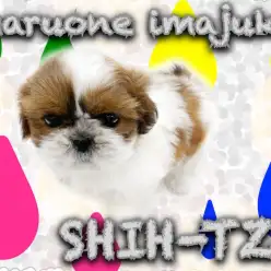 【 シーズー 】初心者ユーザーにおすすめ!ペチャ顔代表のマイペースな男の子!