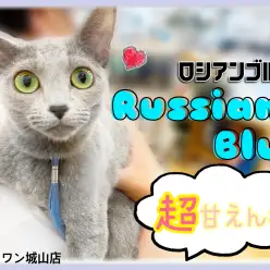 【 ロシアンブルー 】超べったりの甘えん坊の抱っこ猫