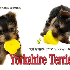 【 ヨークシャーテリア 】キラキラ大きな瞳を持つミニマムレディ！