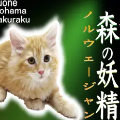 【 ノルウェージャンフォレストキャット 】研ぎ澄まされた美しさと遊び好きな性格!