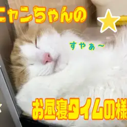 【 4/22寝顔特集 】大倉山にゃんこのお昼寝タイムの様子を覗いてみよう!