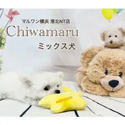 【 ミックス 】360g！小さなハイブリッドチワマルちゃん！