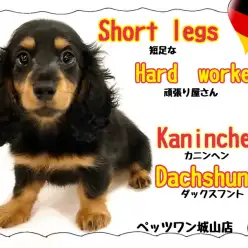【 カニンヘンダックスフント】ダックスフントの最小種！ブラックタンの短足ちゃん