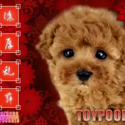 【 トイ・プードル 】濃厚乱舞の赤巻き毛!究極極上の淑女見参成り!