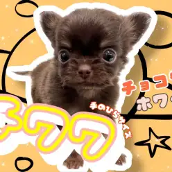 【 極小チワワ 】世界最小犬種の中でもかなり小さめ！美しいチョコレートブラウン