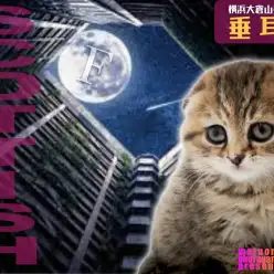 【 スコティッシュフォールド 】超垂れ耳！個性的な模様がオンリーニャンコ！