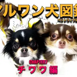 【 マルワン犬図鑑 】チワワの魅力をペットショップスタッフが独自解説！