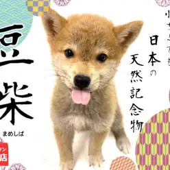 【 豆柴 】小さい！でもコロコロしているおチビな和犬