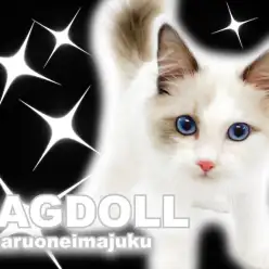 【 ラグドール 】犬・猫との多頭もOK！生後5ヶ月の超フレンドリーな甘えん坊！