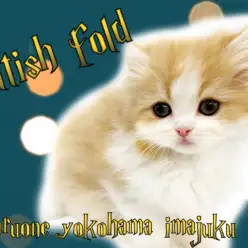 【 スコティッシュフォールド 】目力バツグンの癒し系！ハッピーにゃんこ登場！