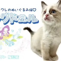 【 ラグドール 】子猫人気NO.1！ハチワレ模様が特徴のぬいぐるみ猫！