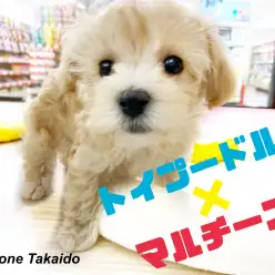 【 MIX・マルプー 】ハーフ犬人気ナンバーワン！初心者でも飼いやすさ抜群！