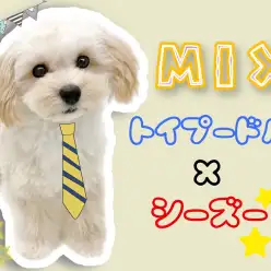 【 MIX 】ちょっぴり珍しいMIX犬プーシー！生後半年の姿をご紹介！