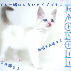 【 ラグドール 】永遠のブルーアイ！初心者でも飼いやすい長毛にゃんこ！