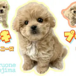 【 MIX 】極短マズル！希少なペキニーズ×トイプードルのペキプー登場！