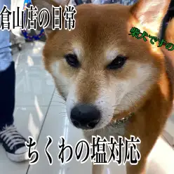 【 4/23これぞ柴犬の塩対応 】卒業生ちくわくんの一瞬デレて即塩対応の巻！