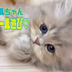 【 絶世の美女 】美しすぎるペルシャちゃんのボールで遊ぶ姿の巻！