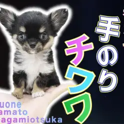 【 チワワ 】生後60日で体重570g!手乗りサイズのドワーフ体型は要チェック！
