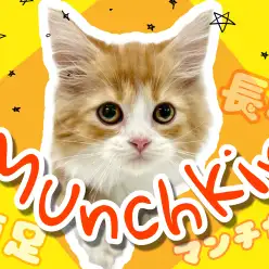 【 マンチカン 】猫界のダックスフント！短足長毛で魅力がいっぱいなマンチカン！