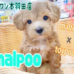 【 MIX 】最強マルプー登場！超絶バランスの配色＆可愛い縫いぐるみ顔は必見！