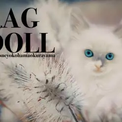 【 ラグドール 】クールに見えるけど実は甘えん坊！スキンシップ方法も公開！