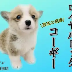 【 コーギー 】太陽のような最高の相棒、究極の愛され犬！