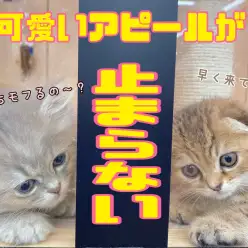 【 5/12心のオアシス 】妖精ペルちゃん&天使スコちゃんのアピールがすごいの巻