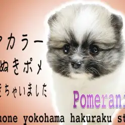 【 ポメラニアン 】小さめサイズのタヌキポメ！可愛いだけじゃない超レアカラー！